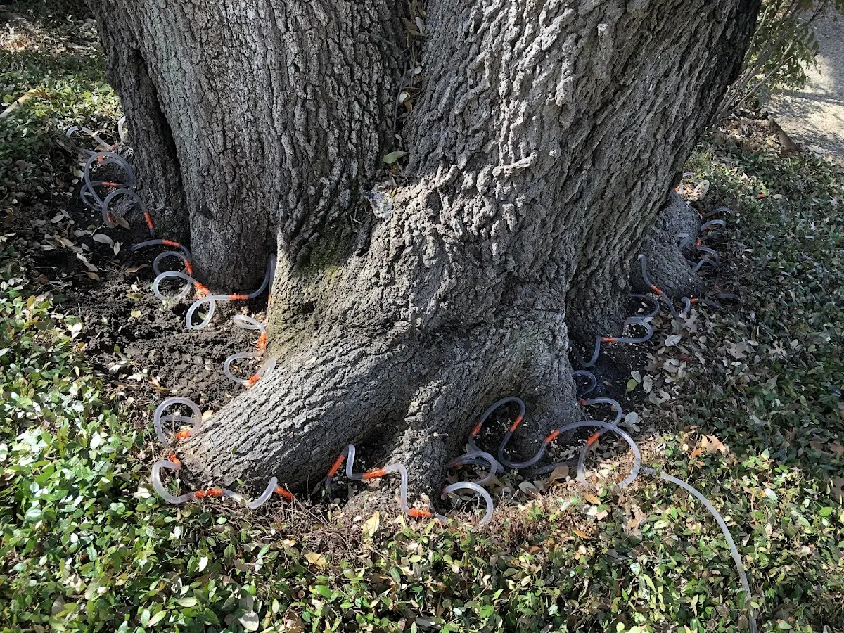 Detailed Tree Cabling and Bracing job site in Mertztown