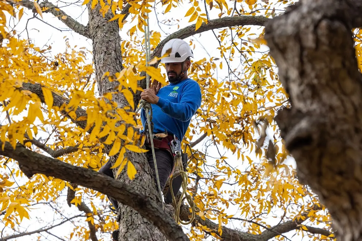 Skilled Storm Damage Cleanup crew working in Mertztown